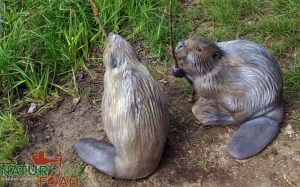 Sittende bever-0