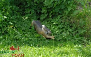 Hoppende hare-0