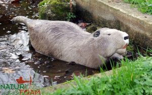 Svømmende bever-0